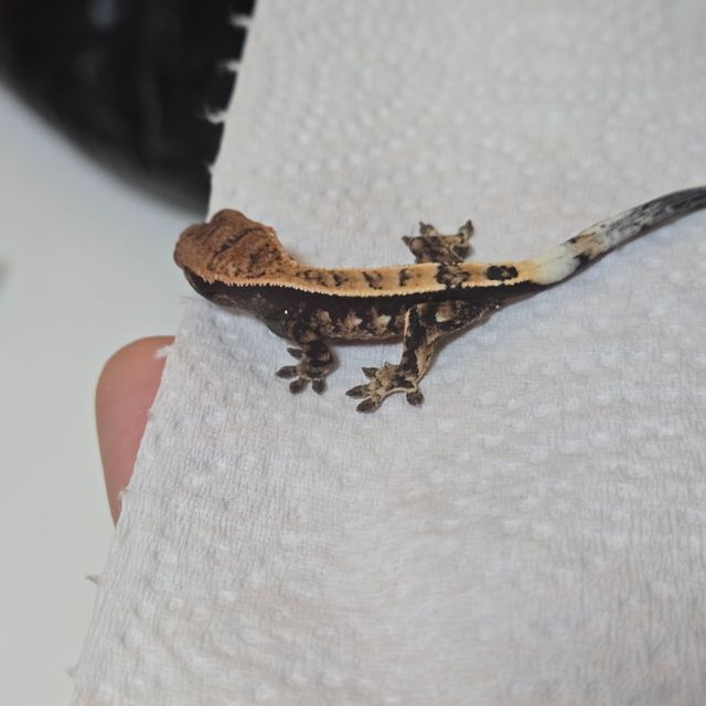 100%헷아잔틱 세이블