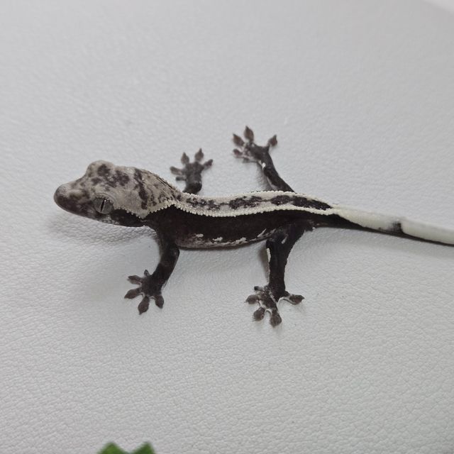 아잔틱 풀핀