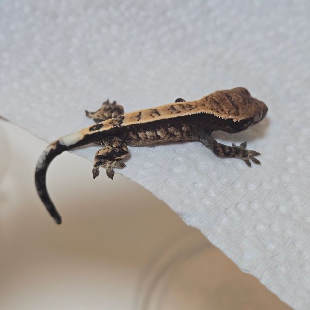 100%헷아잔틱 세이블