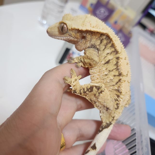 트라이 익스트림할리퀸