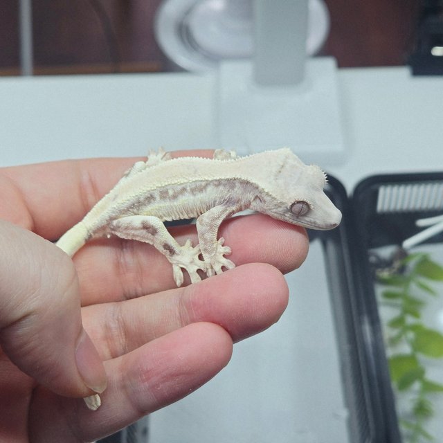 릴리 세이블 100%헷아잔틱