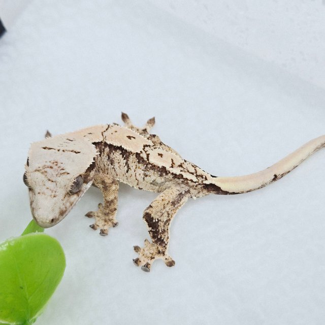 트라이 익스트림할리퀸 화이트스팟 드리피