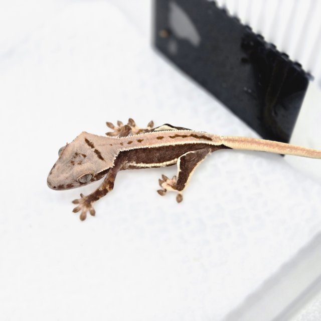 릴리100%헷아잔틱