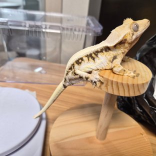 릴리화이트 솔리드백 풀핀