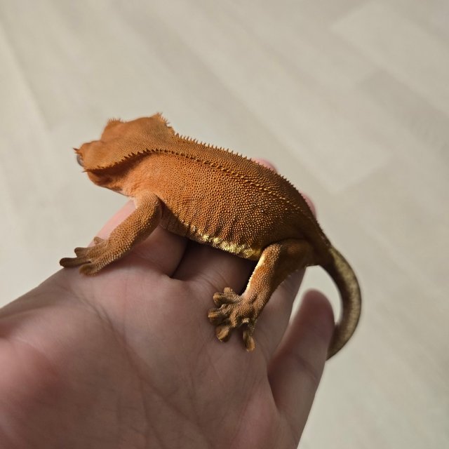 레드 팬텀 릴리화이트