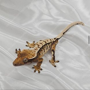 노멀 트라이