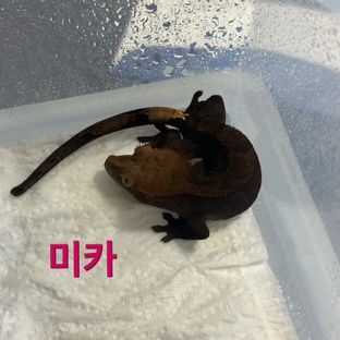 미카