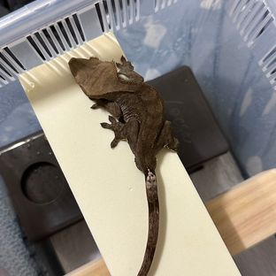 다푸