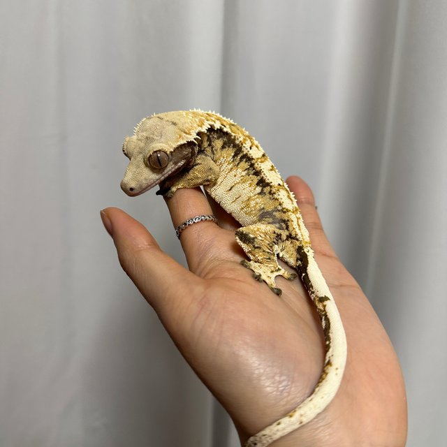 트라이 익스트림할리퀸