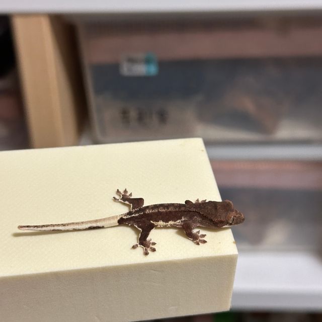 릴리화이트 팬텀
