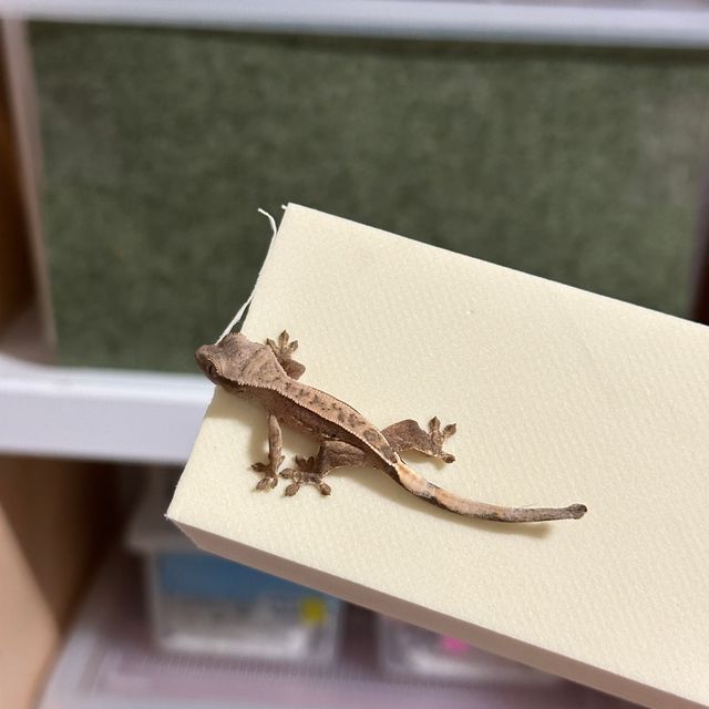 노멀