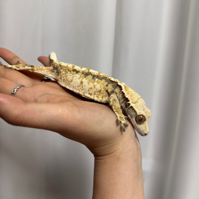 트라이 익스트림할리퀸