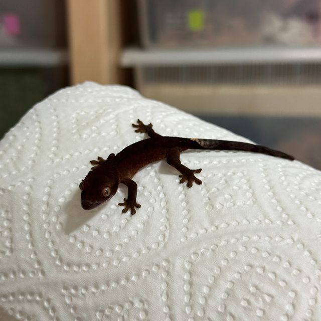 챠콜 카푸치노