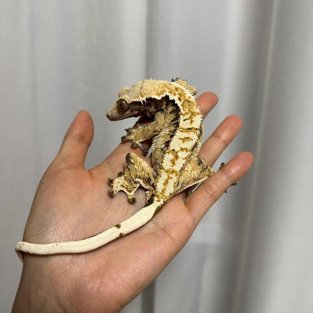 트라이 익스트림할리퀸