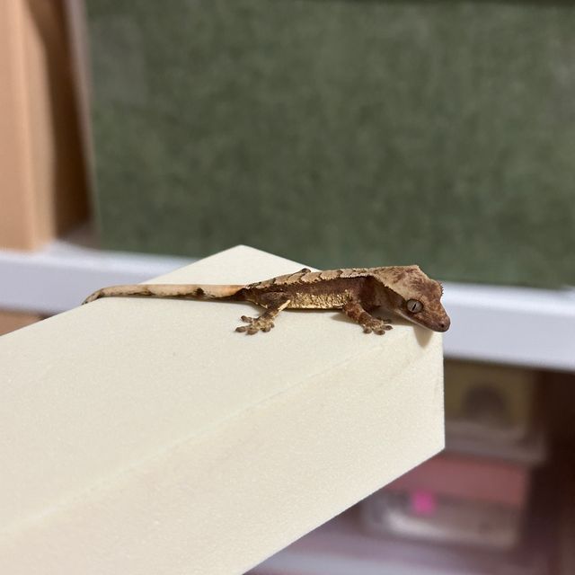 노멀