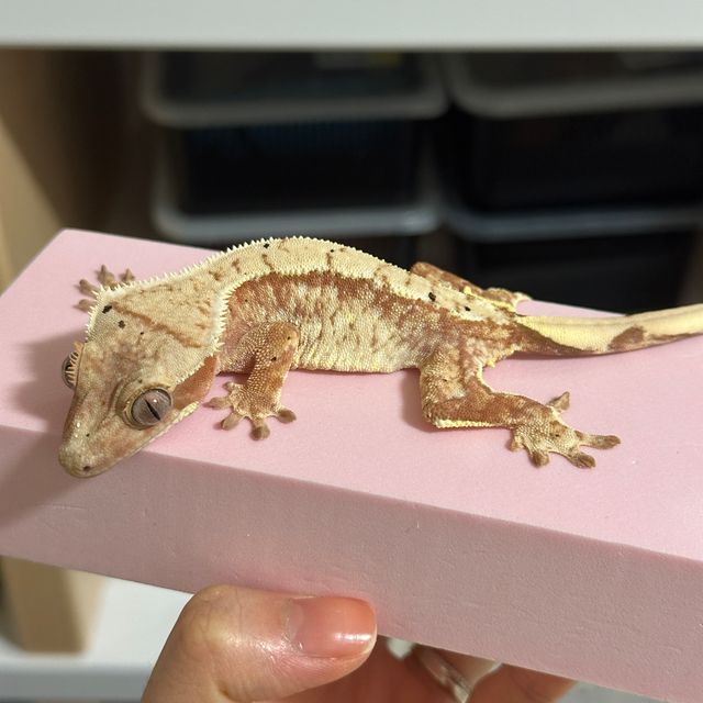 트라이 익스트림할리퀸