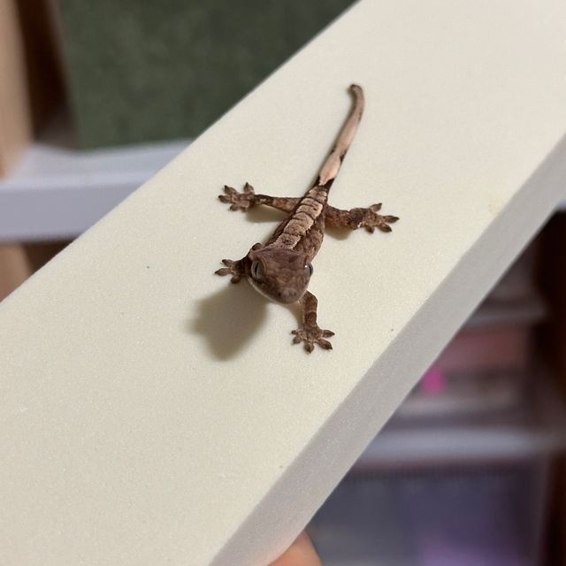 노멀
