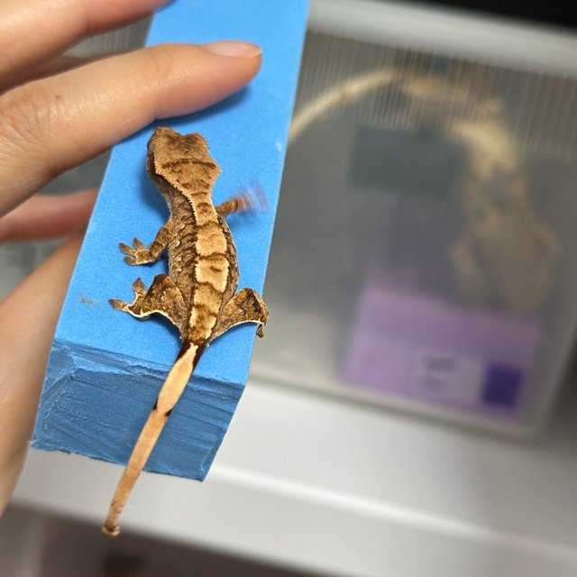 트라이 익스트림할리퀸