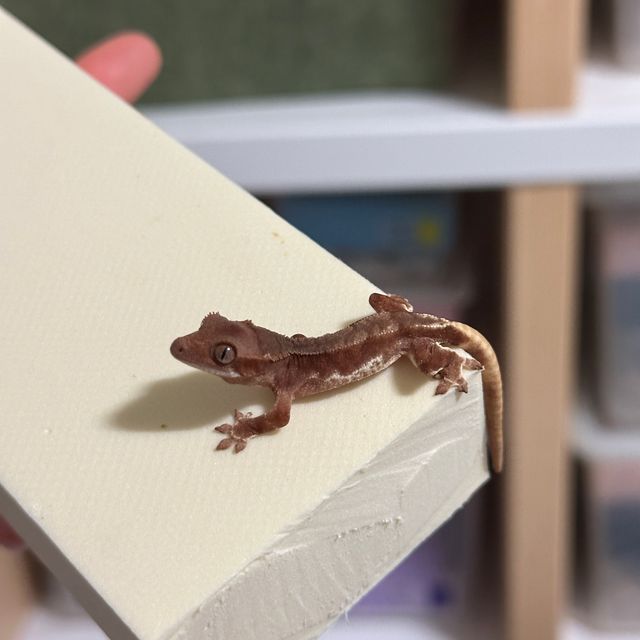 릴리화이트 팬텀