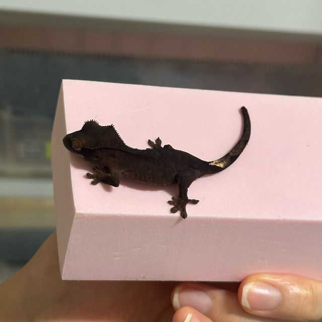 챠콜