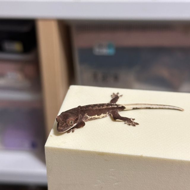 릴리화이트 팬텀