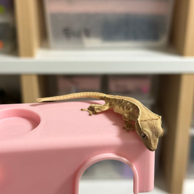 릴리화이트