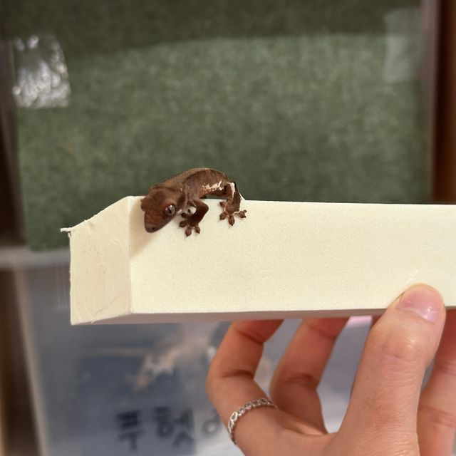 팬텀 릴리화이트