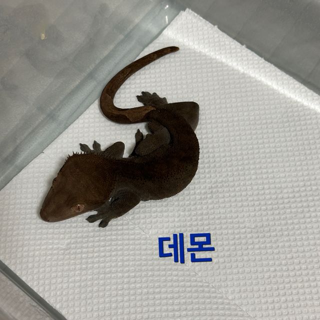 챠콜 카푸치노