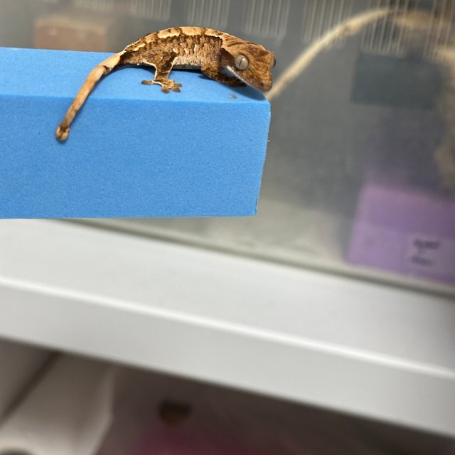 트라이 익스트림할리퀸