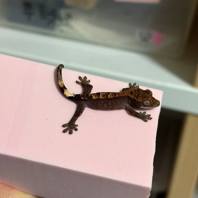 챠콜 플레임 카푸치노