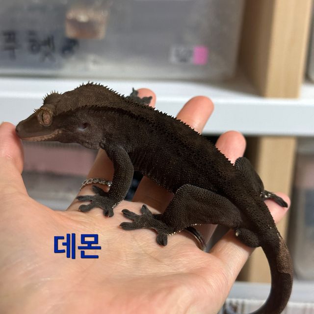 챠콜 카푸치노