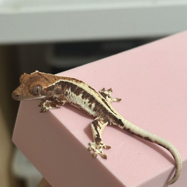 프라푸치노