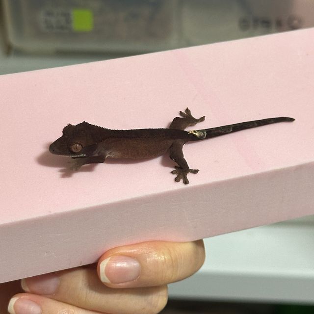 챠콜 카푸치노