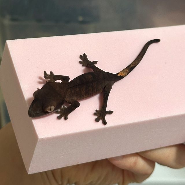 챠콜 카푸치노