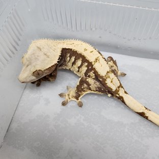 100%헷아잔틱 (모)