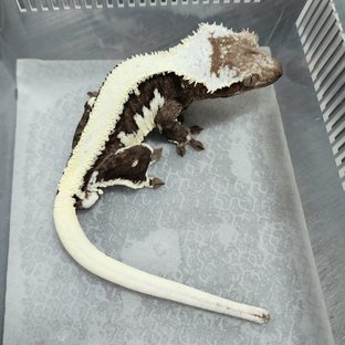 베니