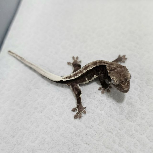 릴잔틱
