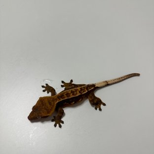 노멀