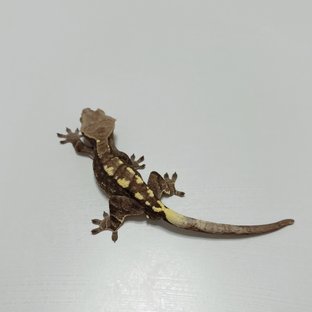 카푸치노