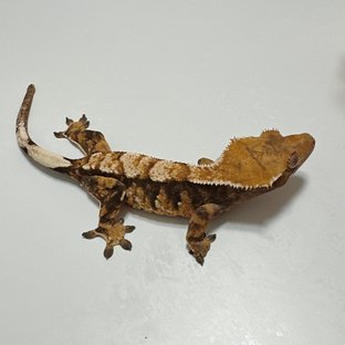 노멀 할리퀸