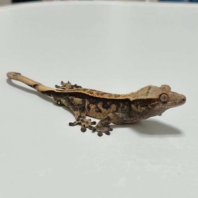 노멀 핀스트라이프 다크