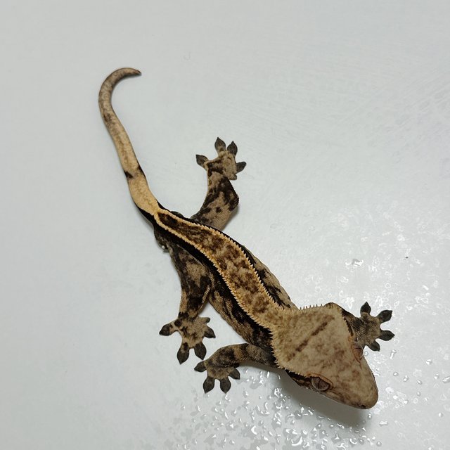 노멀 핀스트라이프 다크