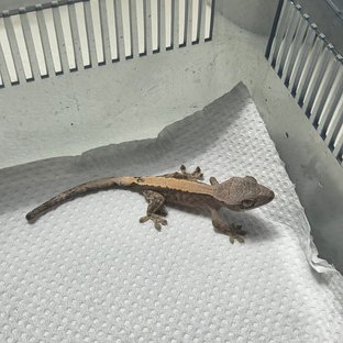 세이블