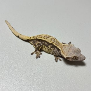 트라이 익스트림할리퀸