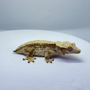 드리피 쿼드 풀핀 화이트스팟