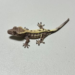 세이블