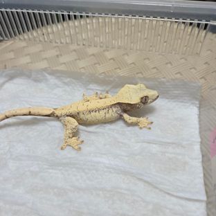 드리피 화이트스팟