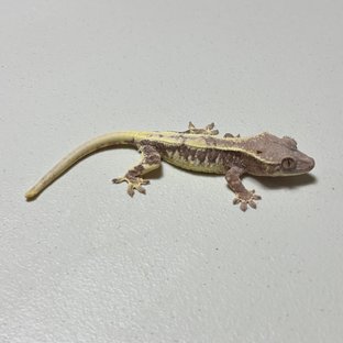 릴리 세이블