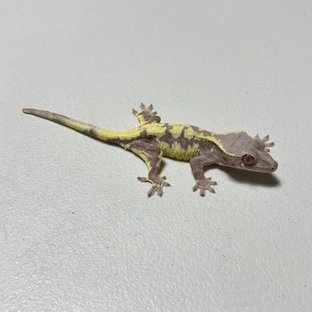 릴리 세이블