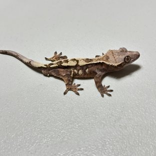 세이블